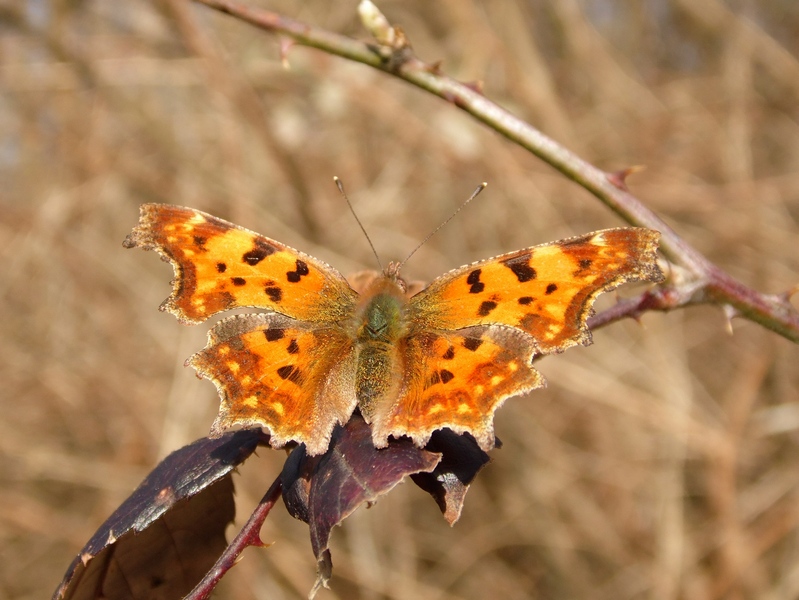 Polygonia c album